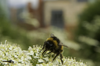 An urban bee feeding