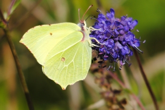 Brimstone butterfly. Amy Lewis