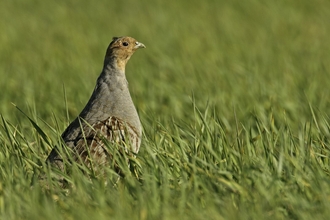 Grey partridge at arable farm
