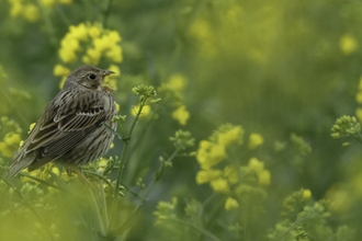 Corn bunting (Milaria calandra) singing in oilseed rape crop at an arable farm in Hertfordshire