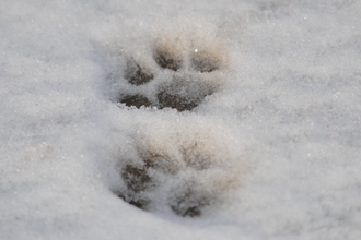 Cat tracks in snow
