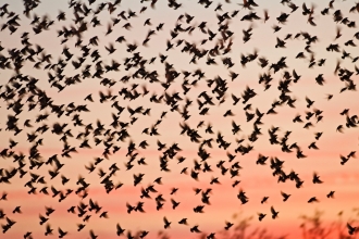 Starlings. David Tipling/2020VISION