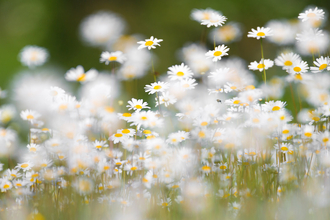 Wildflowers