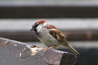 a house sparrow on a bench