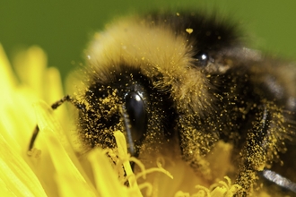 Bumblebee on dandelion