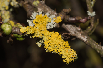 Twig lichen