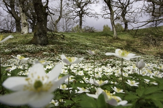 Wood anemone growing in profusion on woodland floor