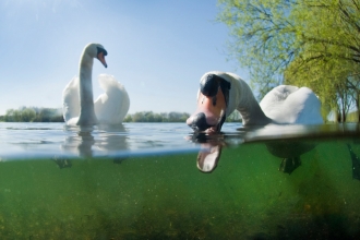 Mute swans. Jack Perks