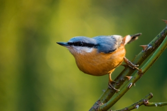 Nuthatch