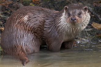 Otter