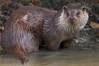 Otter