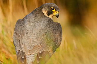 A peregrine falcon looks over it's shoulder