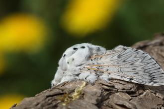 A big, fluffy puss moth resting on a tree branch