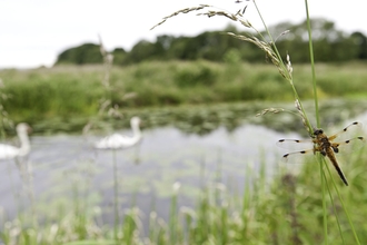Dragonfly and swans