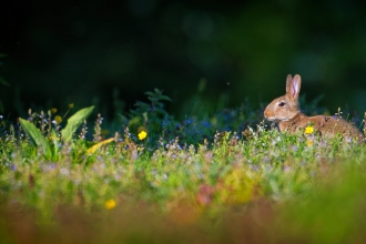 Meadow. Jon Hawkins - Surrey Hills Photography