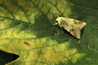 Sallow moth