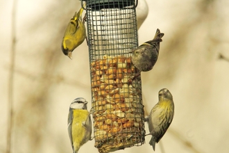 Siskin and blue tit, Derek Moore