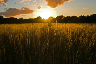 Sunset. WildNet - Don Sutherland