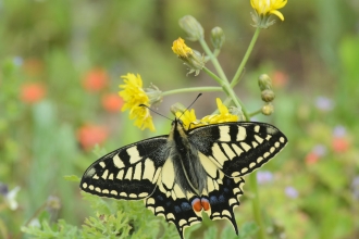 Swallowtail Butterfly. Terry Whittaker/2020VISION