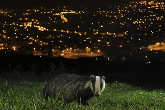 European Badger (Meles meles), Kent, UK