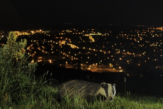 European Badger. Terry Whittaker/2020VISION