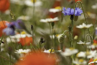 wildflowers