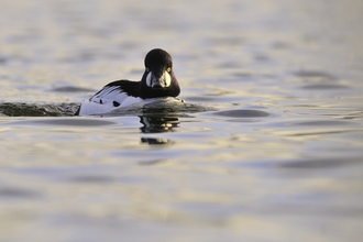 Goldeneye