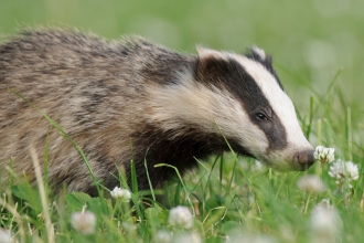 Badger