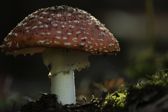 Fly agaric