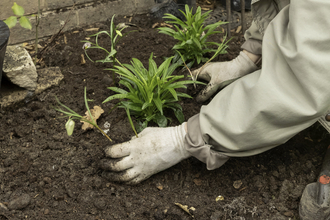 Planting in the ground