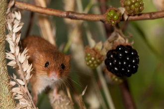 Harvest mouse