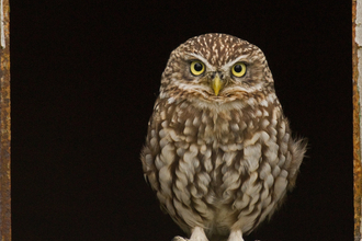 Young owl looks out of building window