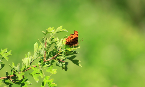 Comma butterfly (Polygonia c-album)