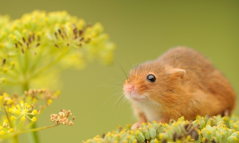 Harvest mouse Credit Amy Lewis