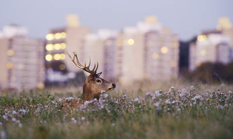 Deer and flats