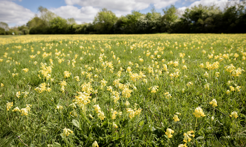 Draycote Meadow