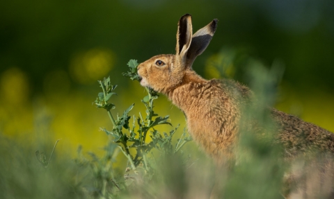 Brown hare having lunch!