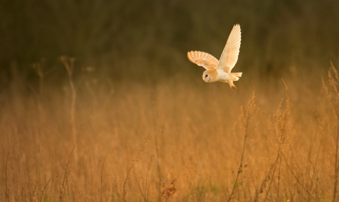 Barn Owl