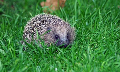 Baby hedgehog. WildNet - Gillian Day