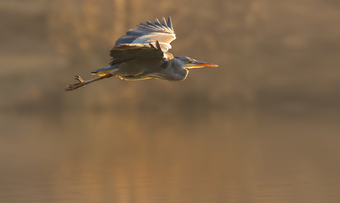 Heron