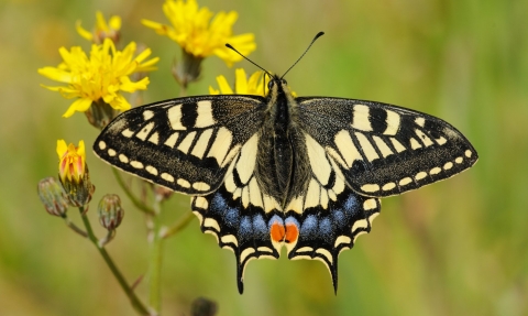 Swallowtail Butterfly. Terry Whittaker/2020VISION