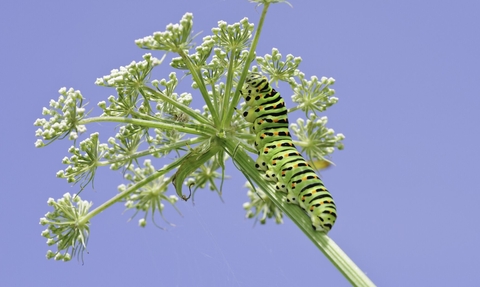 Swallowtail Butterfly caterpillar