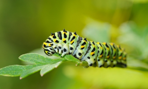 Swallowtail Butterfly caterpillar. Terry Whittaker/2020VISION