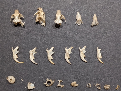 Get Some Practice at 'Fossil' Reconstruction with Owl Pellets
