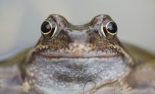 Common frog