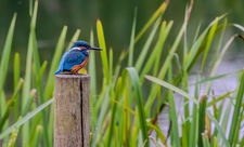 Kingfisher