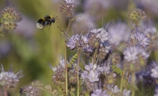 Buff-tailed bumble bee buzzing around flowers