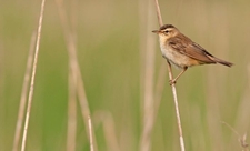 A small bird known as a sedge warbler balancing delicately on a reed stem