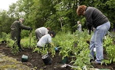 Planting wildlife-friendly plants