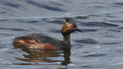 Black-necked Grebe